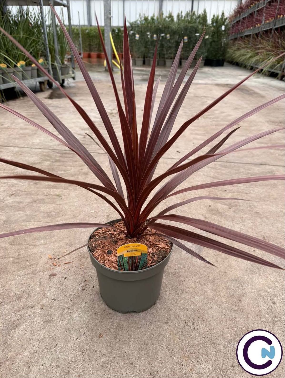 Picture of Cordyline Torbay Red