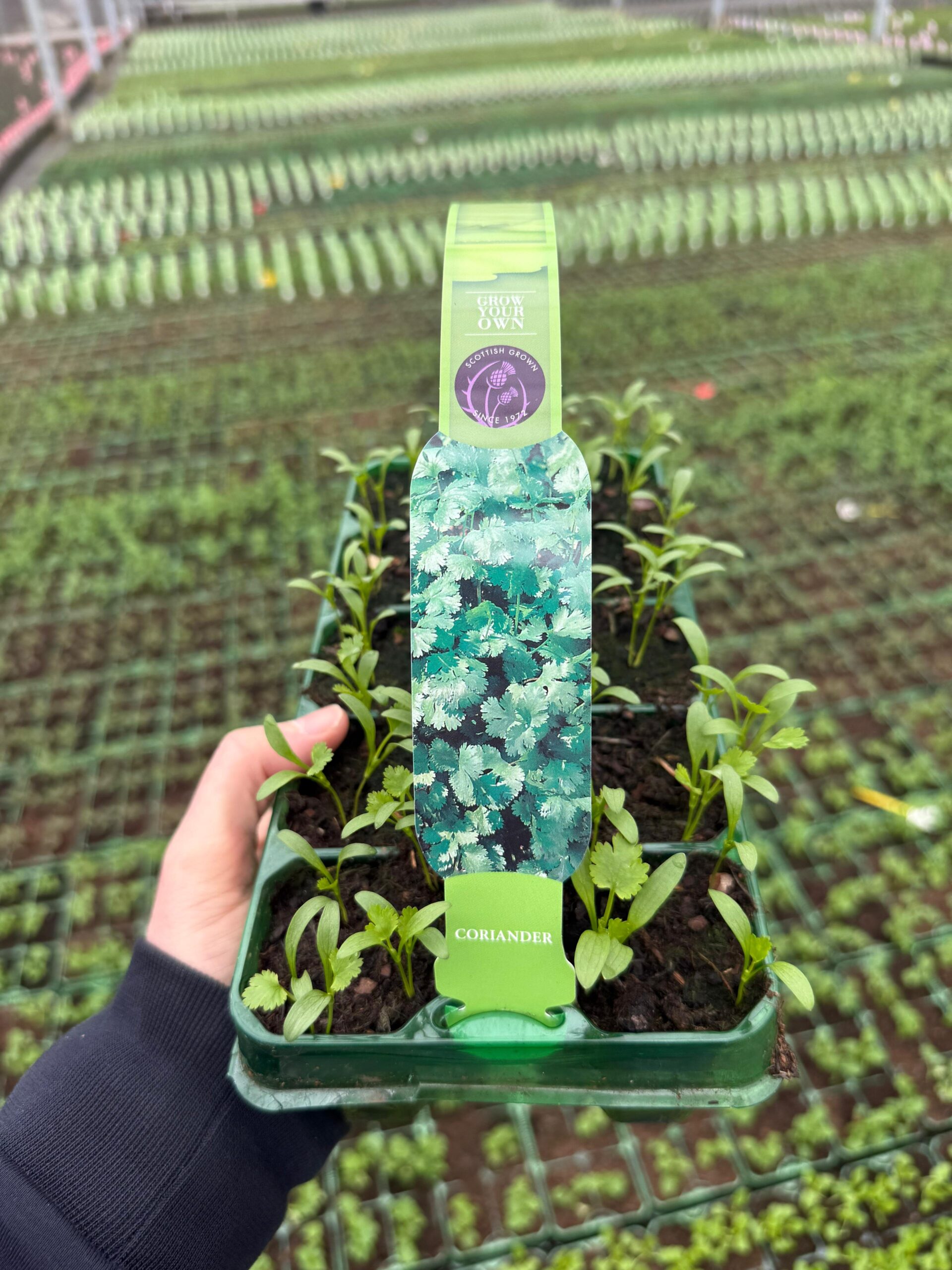 Picture of Coriander