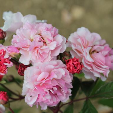 Picture of Shrub Rose Cornelia