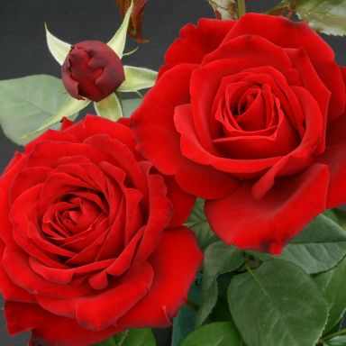 Picture of Climbing Rose Crimson Cascade