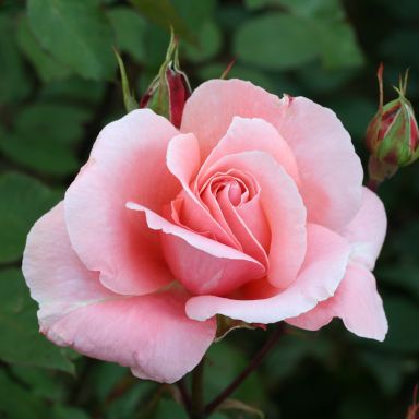 Picture of Climbing Rose Dancing Queen