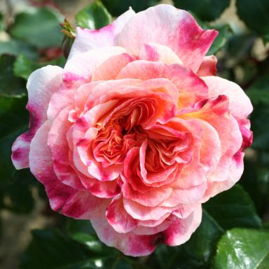 Picture of Patio Rose Designer Sunset