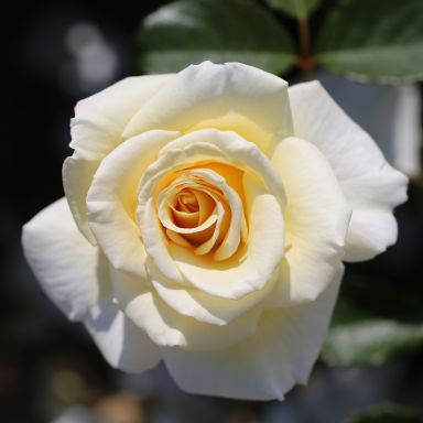 Picture of Bush Rose Diamond Days Forever