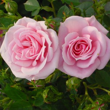 Picture of Patio Rose Diamond Wishes
