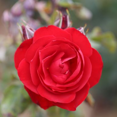 Picture of Climbing Rose Dublin Bay