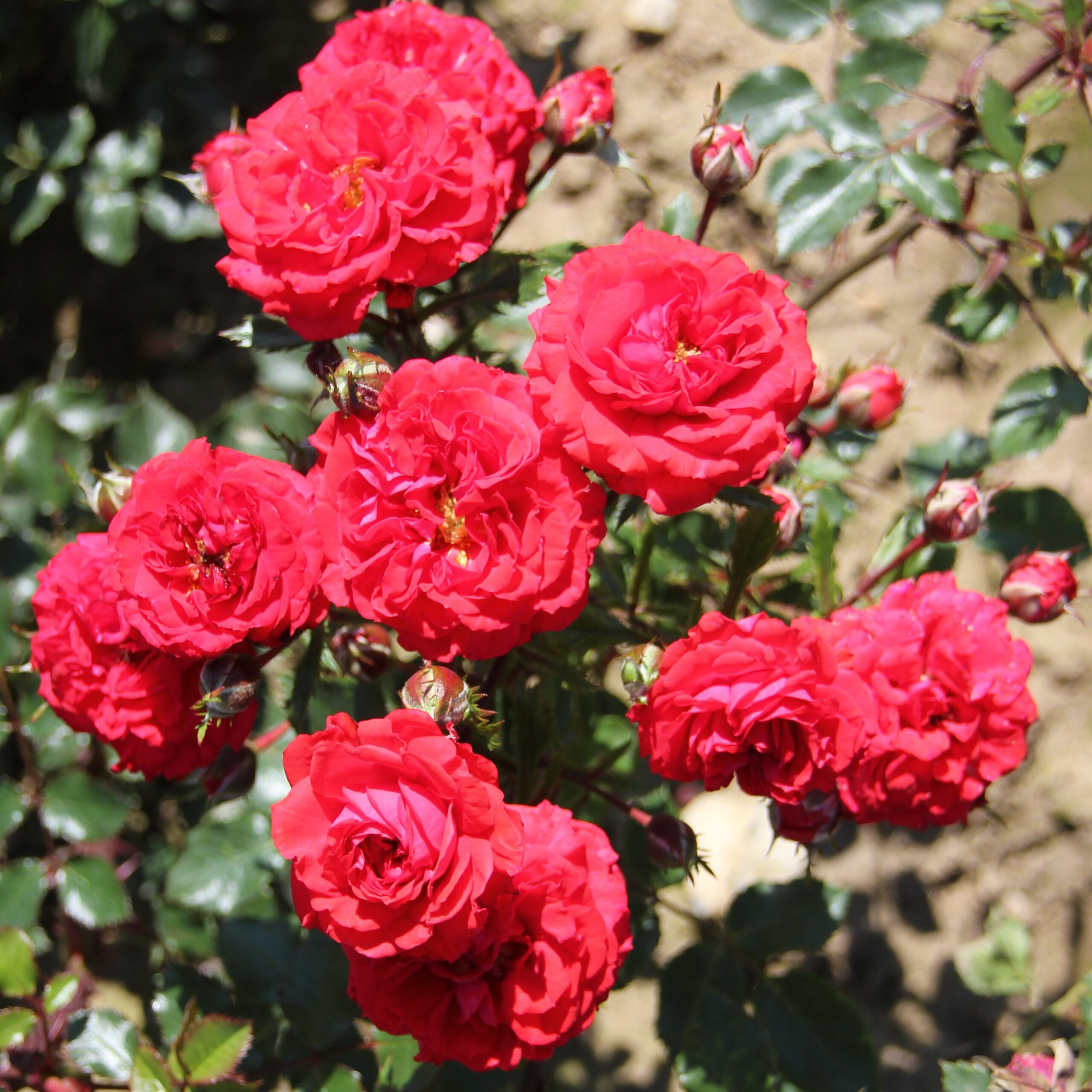 Picture of Patio Rose Dwarf Fairy