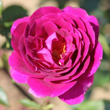 Picture of Bush Rose Ebb Tide