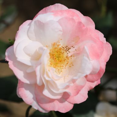 Picture of Bush Rose English Miss