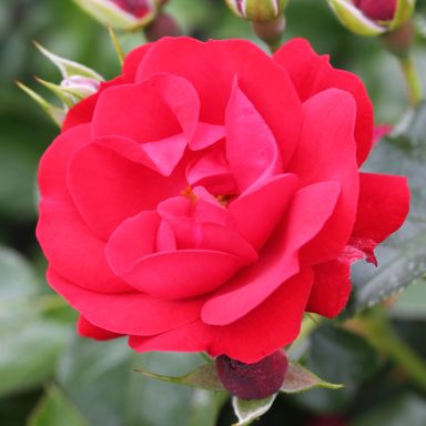 Picture of Bush Rose Eternity