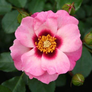 Picture of Bush Rose Eyes For You