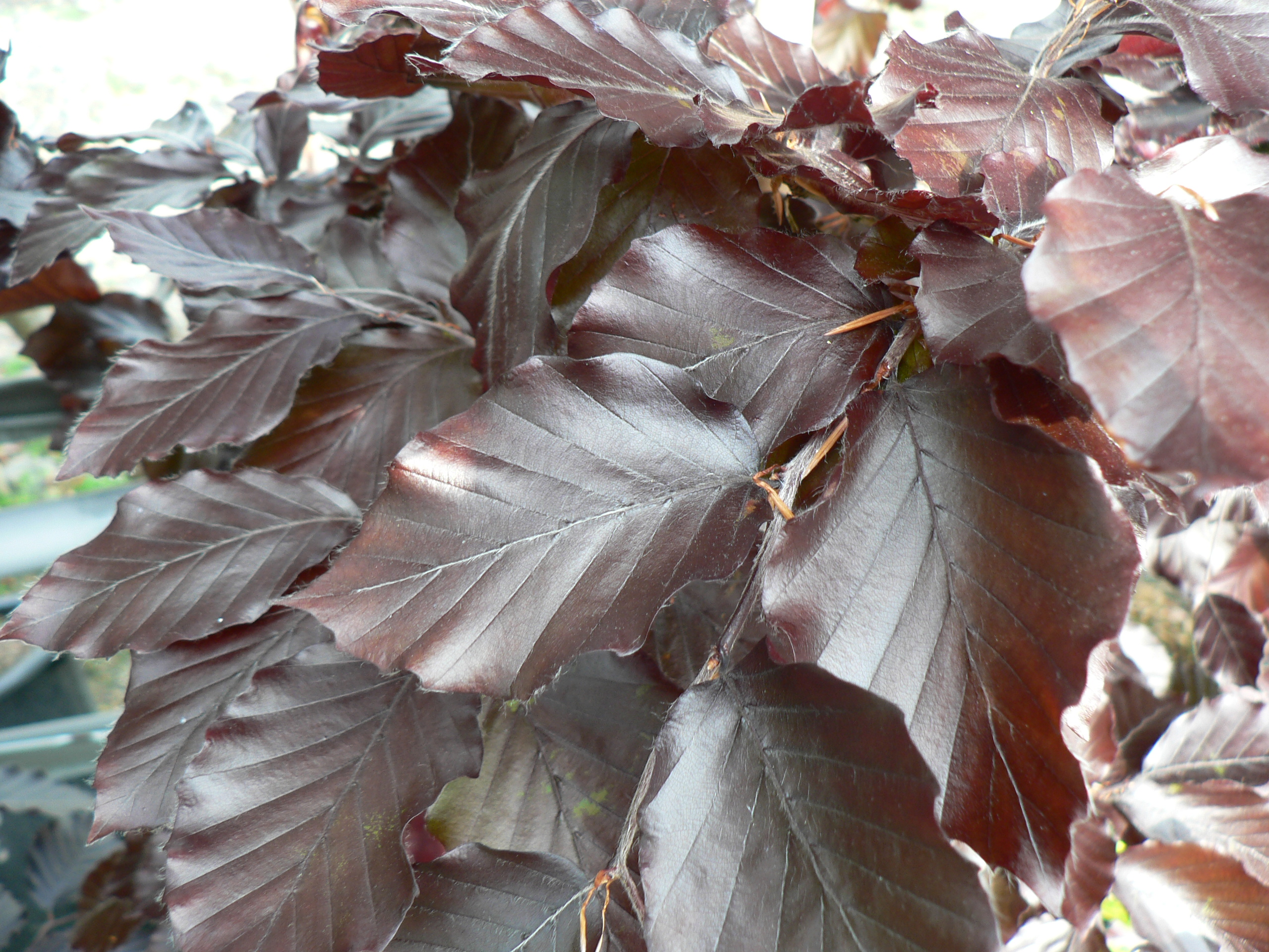 Picture of Fagus sylvatica purpurea