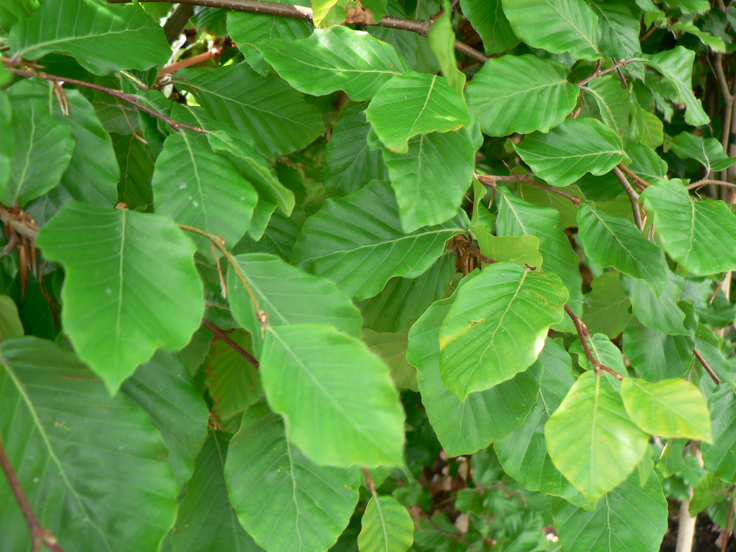 Picture of Fagus sylvatica