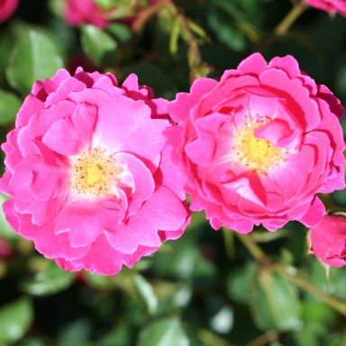 Picture of Patio Rose Flirt