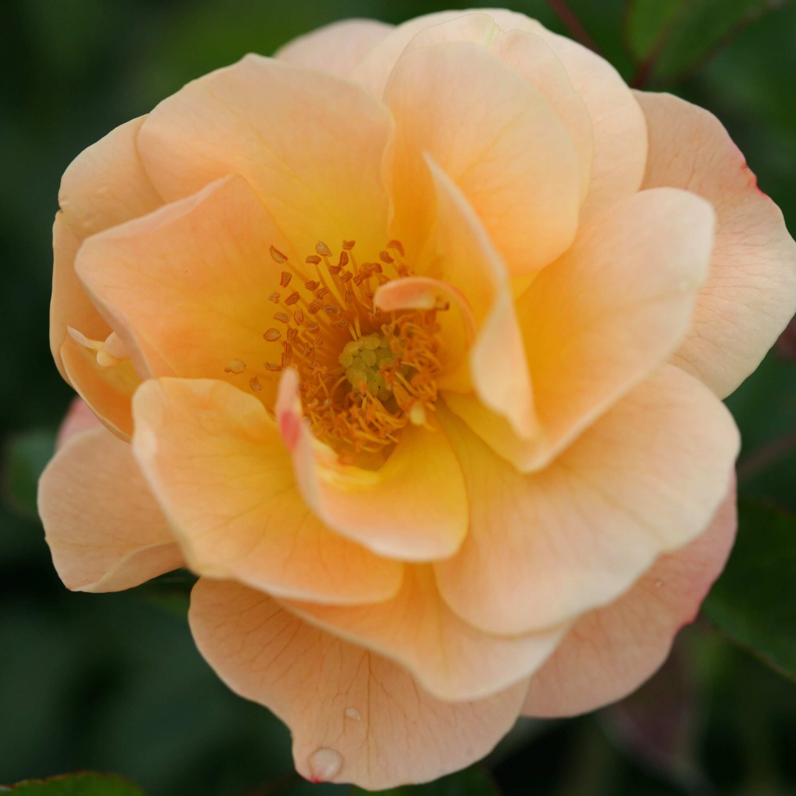 Picture of Flower Carpet Rose Amber