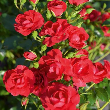 Picture of Flower Carpet Rose Cherry