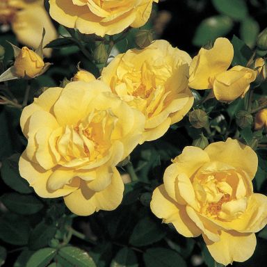 Picture of Std Rose Flower Carpet Gold