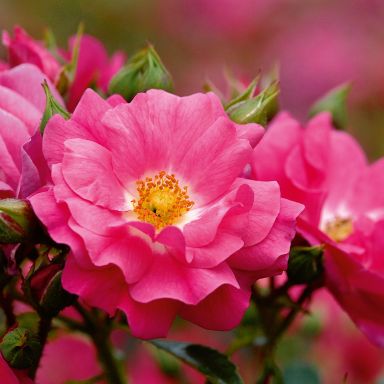 Picture of Std Rose Flower Carpet Pink