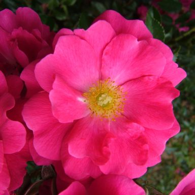 Picture of Flower Carpet Rose Pink Supreme