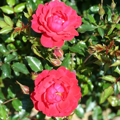 Picture of Std Rose Flower Carpet Ruby