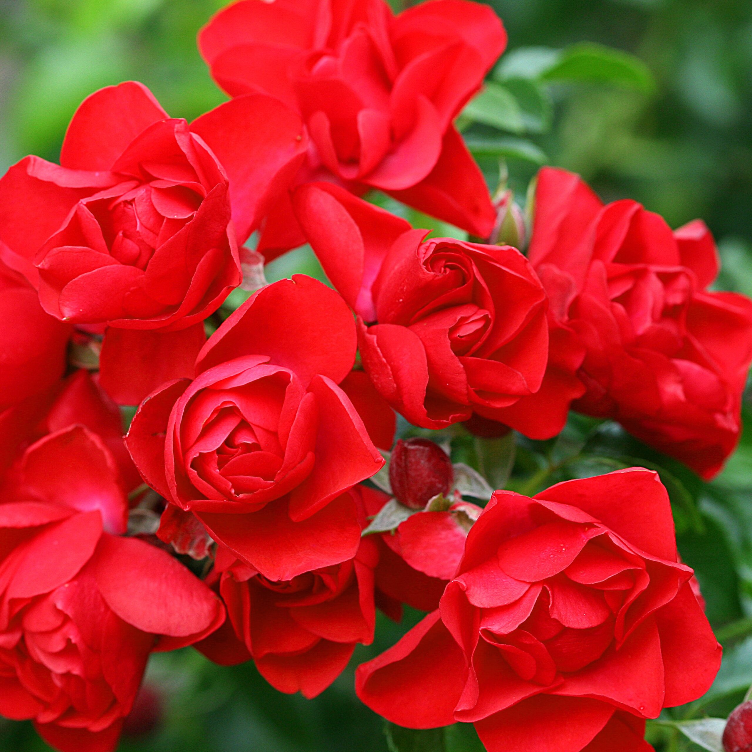 Picture of Flower Carpet Rose Scarlet