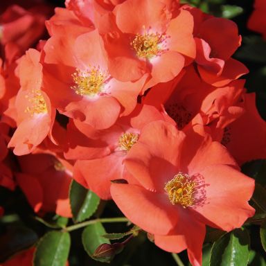 Picture of Flower Carpet Rose Sunset