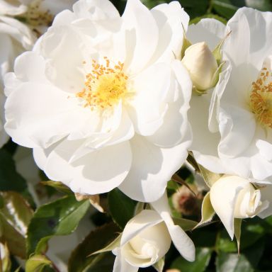 Picture of Flower Carpet Rose White