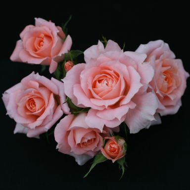 Picture of Patio Rose Flower Power