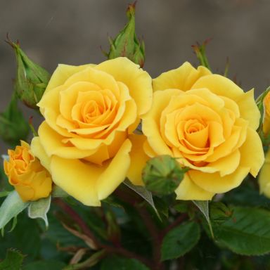 Picture of Patio Rose Flower Power Gold