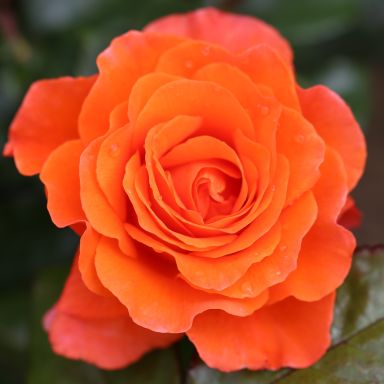 Picture of Bush Rose For You with Love
