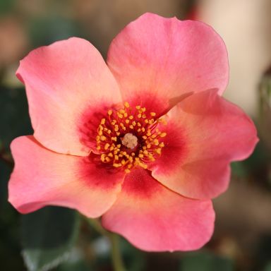 Picture of Bush Rose For Your Eyes Only