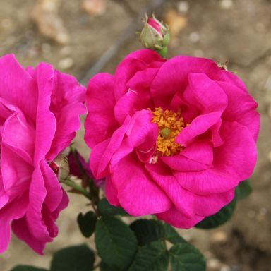 Picture of Shrub Rosa Gallica Officinalis