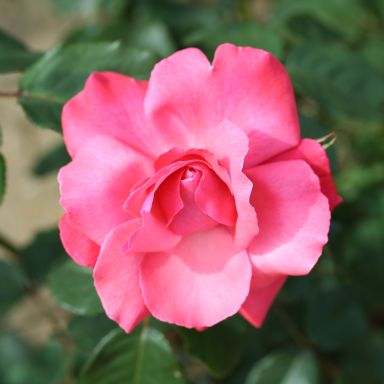 Picture of Climbing Rose Galway Bay