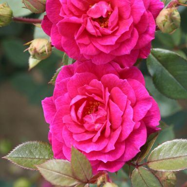Picture of Rose Gloriana