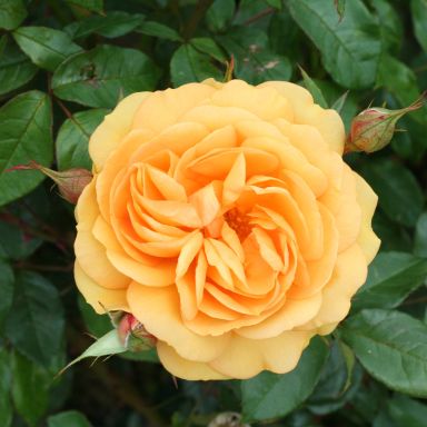 Picture of Bush Rose Golden Beauty