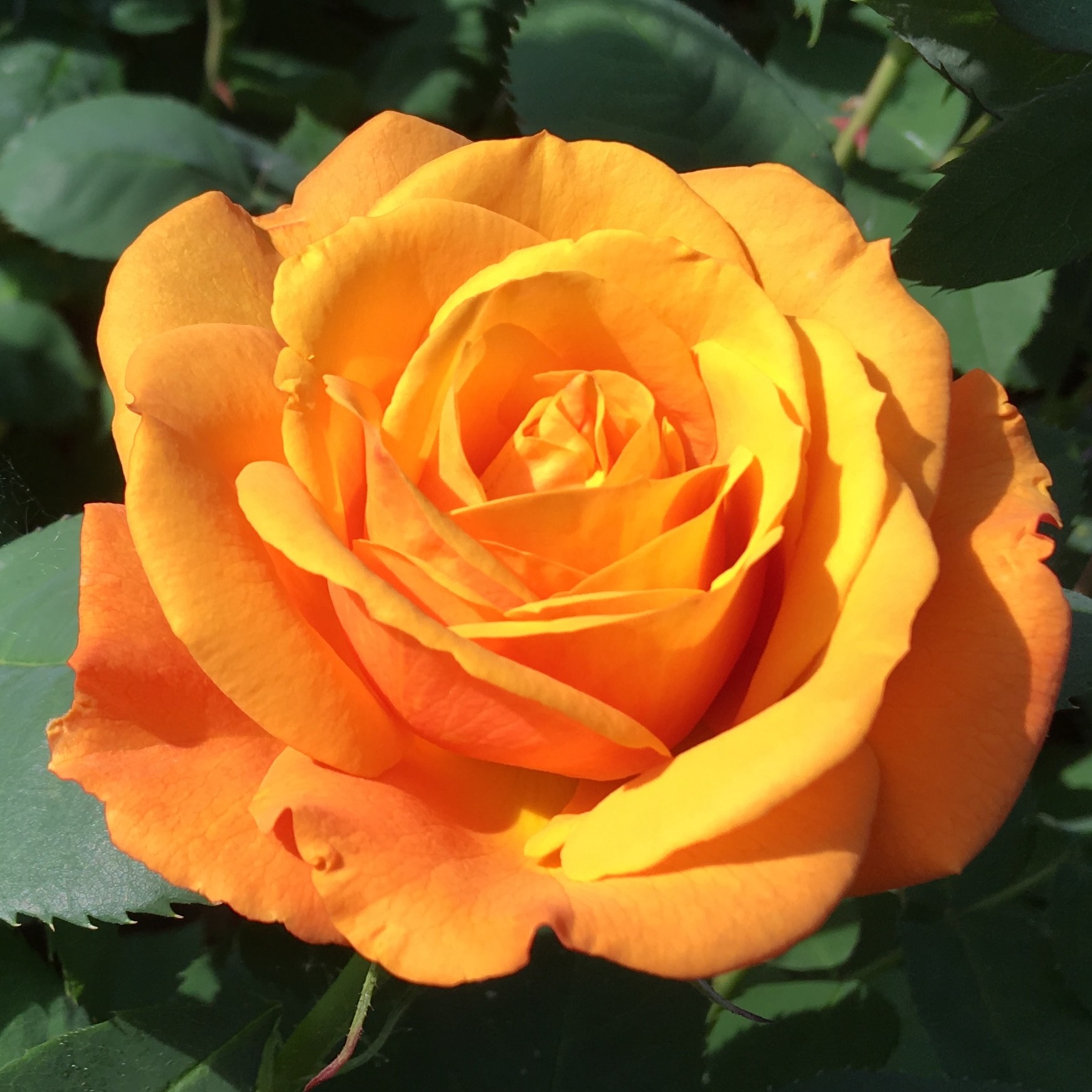 Picture of Bush Rose Golden Delicious