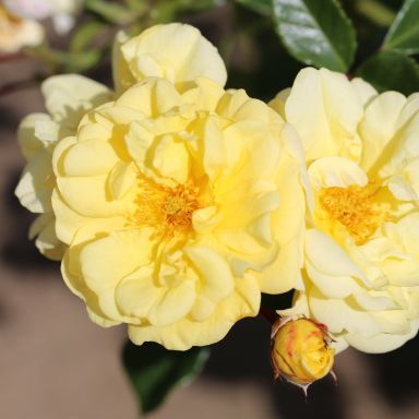 Picture of Bush Rose Golden Memories