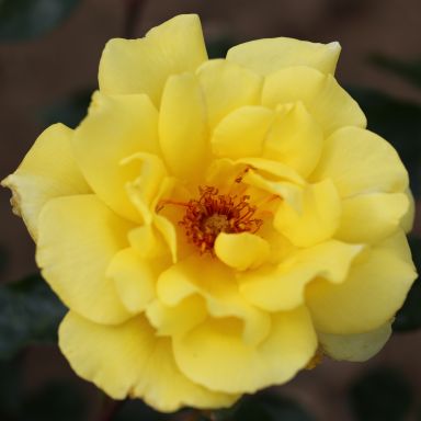 Picture of Climbing Rose Golden Showers