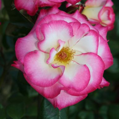 Picture of Climbing Rose Handel