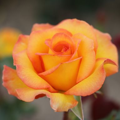 Picture of Bush Rose Happy Birthday