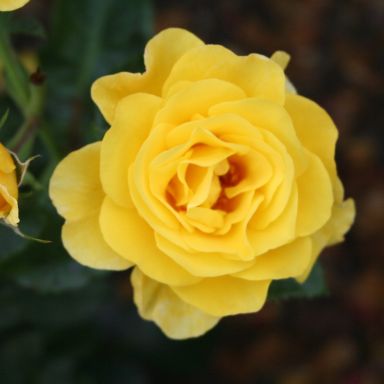 Picture of Bush Rose Happy Golden Wedding