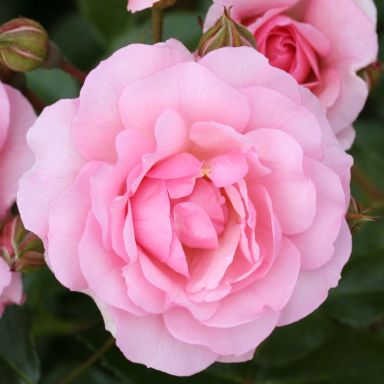 Picture of Bush Rose Happy Retirement