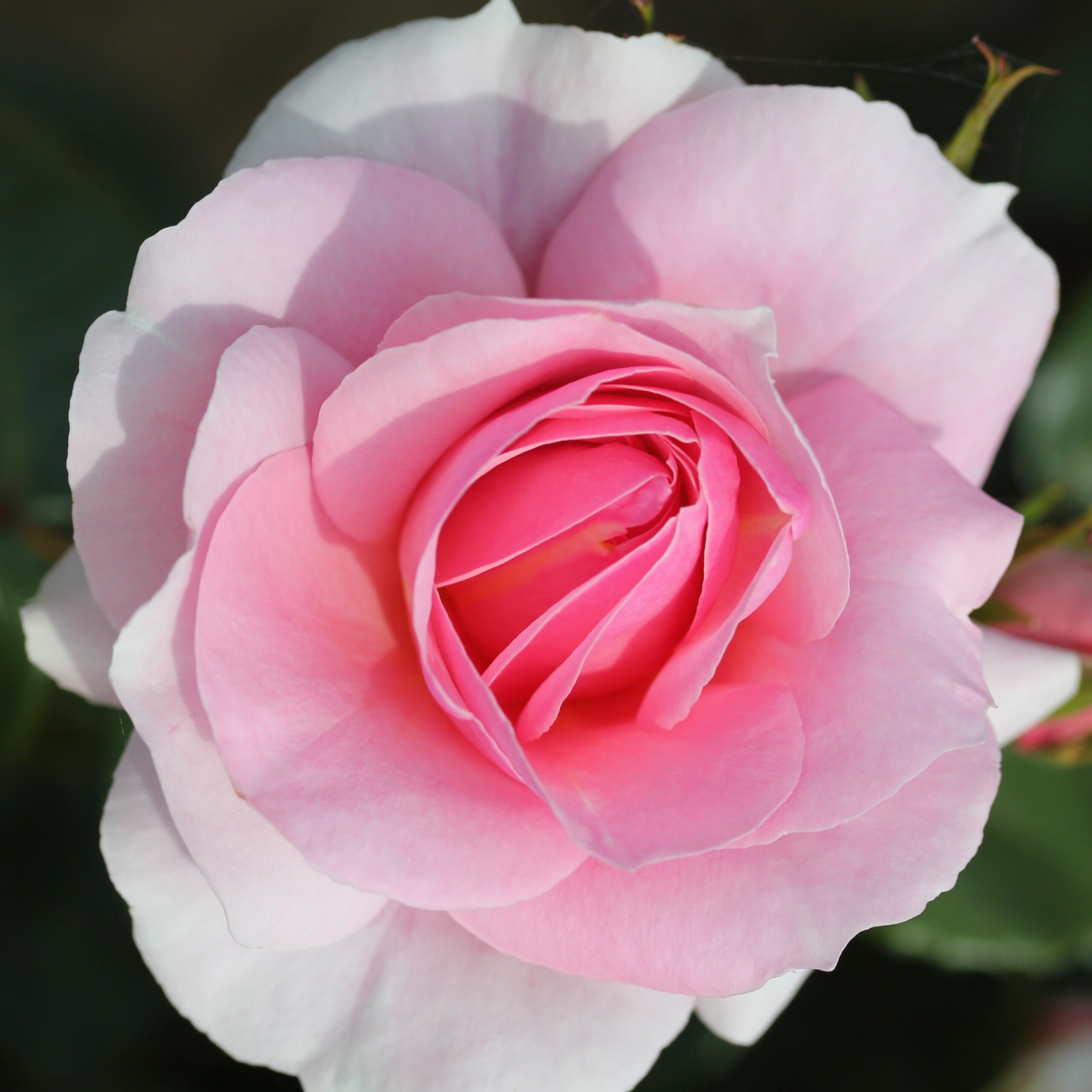 Picture of Bush Rose Happy Silver Wedding