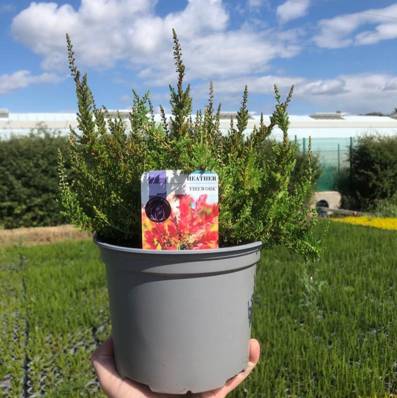 Picture of Heathers - Single Varieties