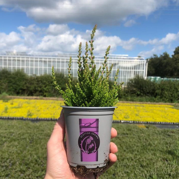 Picture of Calluna - single varieties