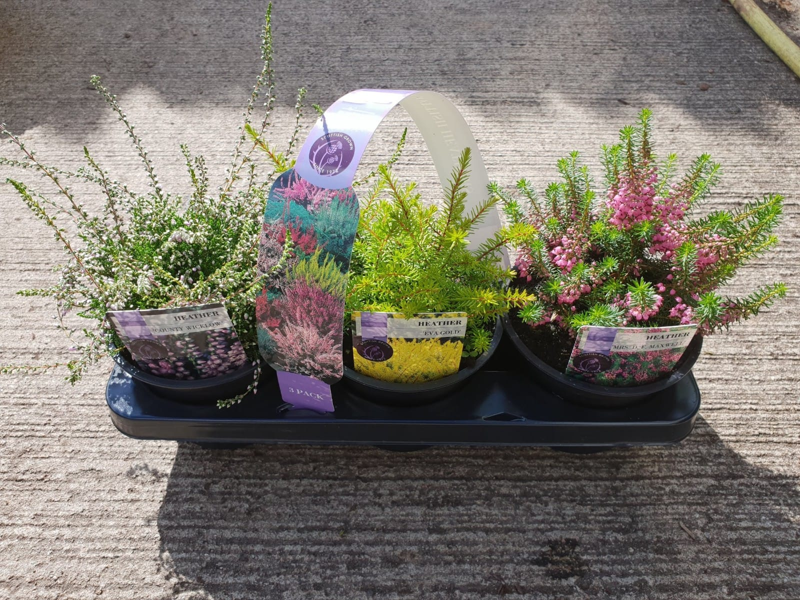 Picture of Heathers - Carry Tri-Pack