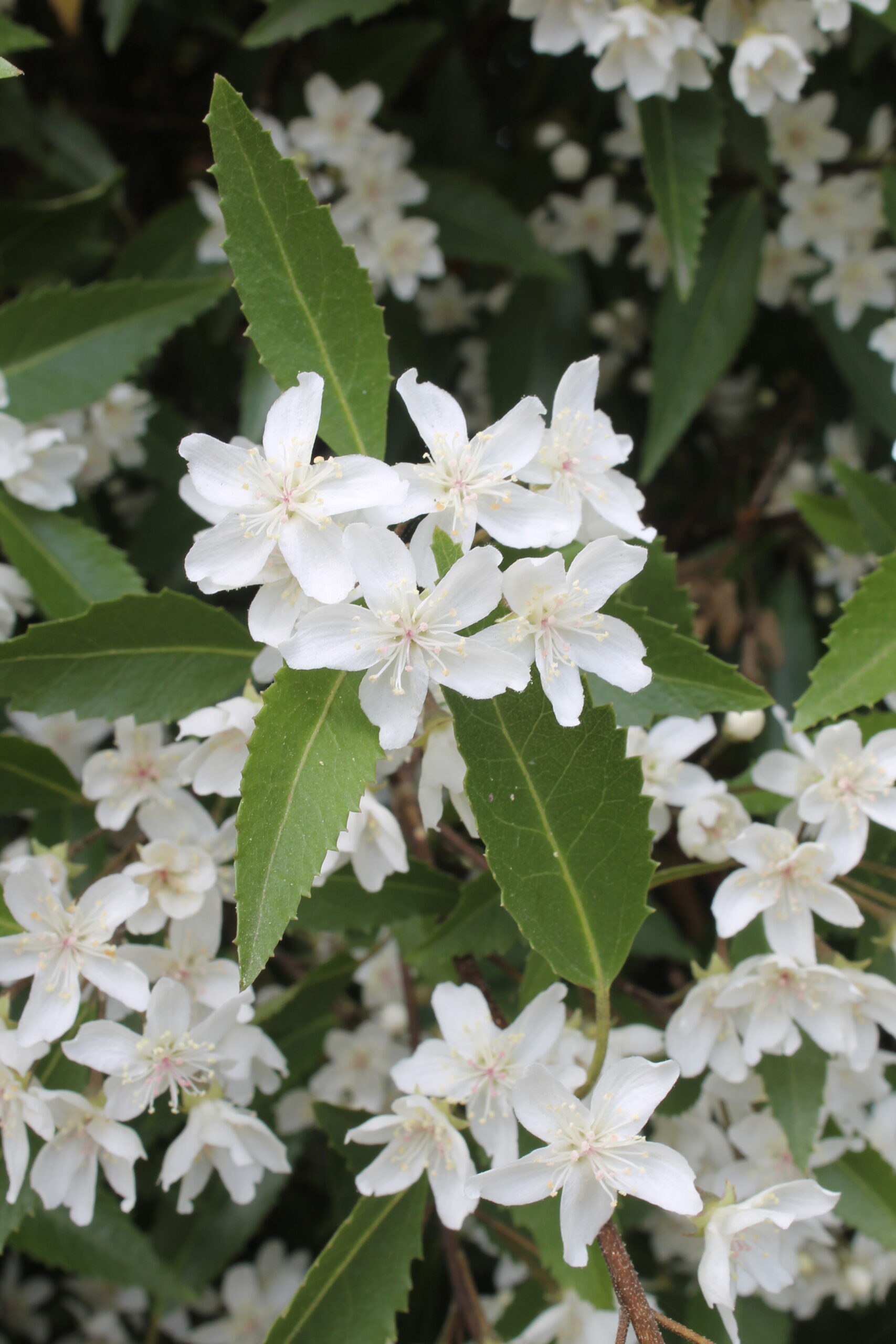 Picture of Hoheria sexstylosa Snow White