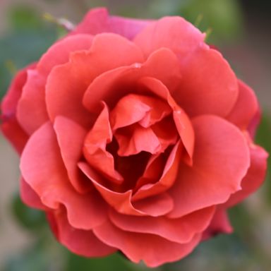 Picture of Bush Rose Hot Chocolate