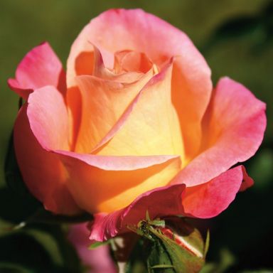 Picture of Bush Rose Inspiration