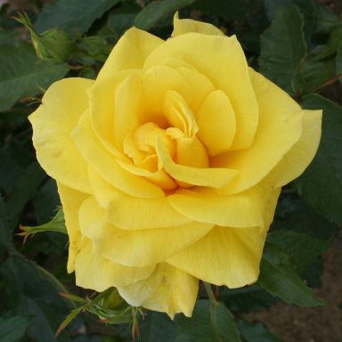 Picture of Bush Rose Korresia
