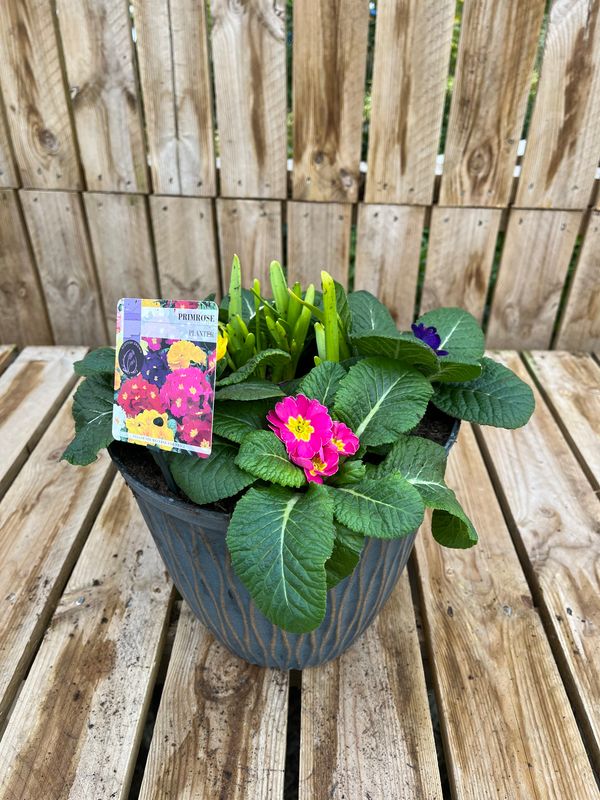 Picture of Primrose Planter Laval